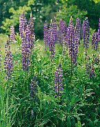 Wild Lupine, Lupinus perennis