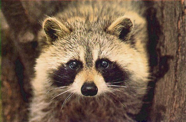 raccoon trap, raccoon traps, raccoon cage, raccoon cages, raccoon trapping,  raccoon removal, raccoon equipment, raccoon control, nuisance raccoon,  raccoon box, raccoon humane trap, live trapping, live traps, live trap, have -a-heart, hav-a-heart, have