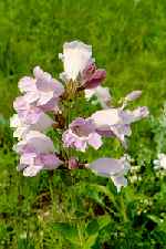 Foxglove