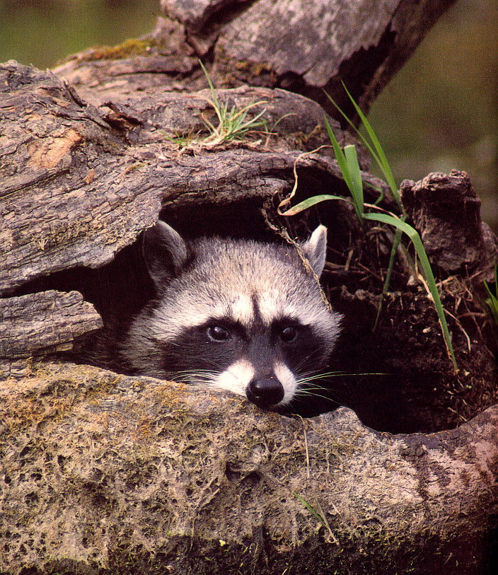 raccoon trap, raccoon traps, raccoon cage, raccoon cages, raccoon trapping,  raccoon removal, raccoon equipment, raccoon control, nuisance raccoon,  raccoon box, raccoon humane trap, live trapping, live traps, live trap, have -a-heart, hav-a-heart, have