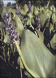 Pickerelweed